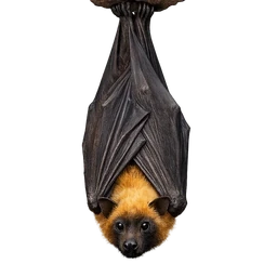 Straw-colored Fruit Bat