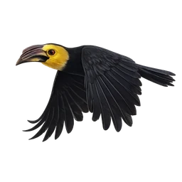 Sulawesi Hornbill, in flight