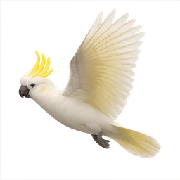 Sulphur-crested Cockatoo, in flight
