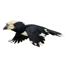 Sulu Hornbill, in flight