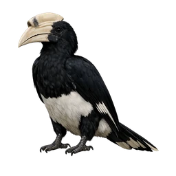 Sulu Hornbill
