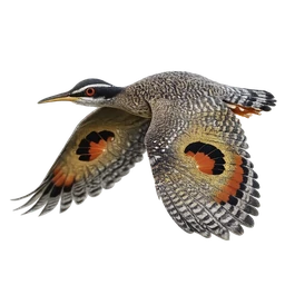 Sunbittern, in flight