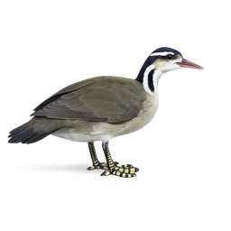 Sungrebe