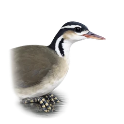 Sungrebe, profile