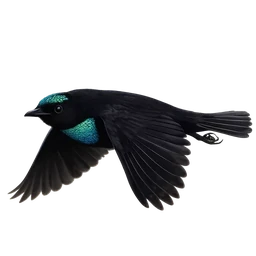 Superb Bird-of-paradise, in flight