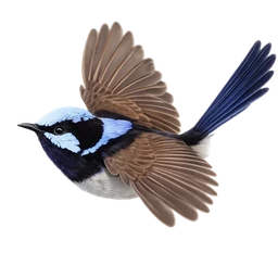 Superb Fairywren, in flight