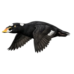 Surf Scoter, in flight