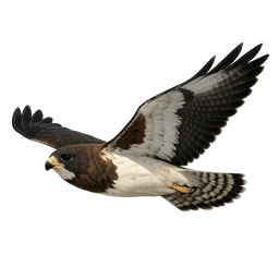 Swainson's Hawk, in flight