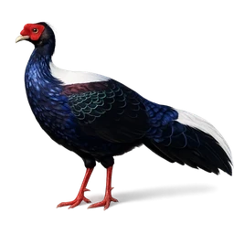 Swinhoe’s Pheasant