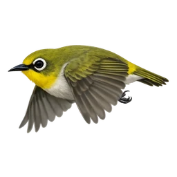 Swinhoe's White-eye, in flight