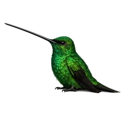 Sword-billed Hummingbird