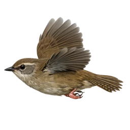 Taiwan Bush Warbler, in flight