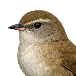 Taiwan Bush Warbler, profile