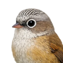 Taiwan Fulvetta, profile