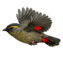 Taiwan Liocichla, in flight