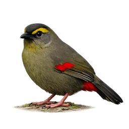 Taiwan Liocichla