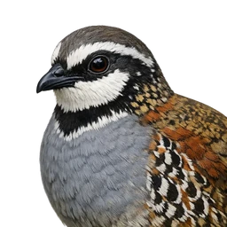 Taiwan Partridge, profile