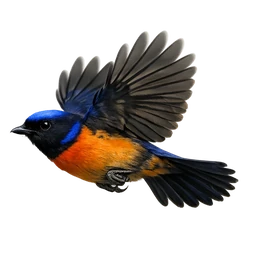 Taiwan Vivid Niltava, in flight