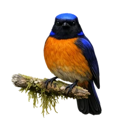 Taiwan Vivid Niltava