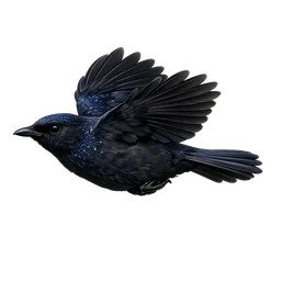 Taiwan Whistling-Thrush, in flight