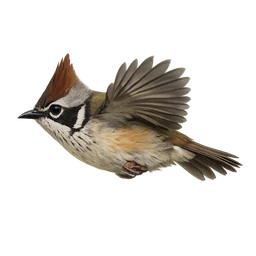 Taiwan Yuhina, in flight