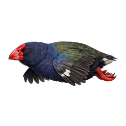 Takahē, in flight