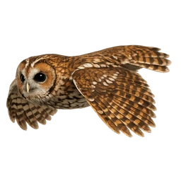 Tawny Owl, in flight