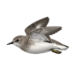 Temminck's Stint, in flight