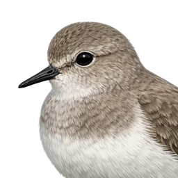 Temminck's Stint, profile