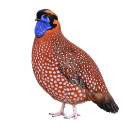 Temminck’s Tragopan