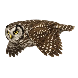 Tengmalm's Owl, in flight