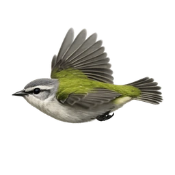 Tennessee Warbler, in flight