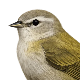 Tennessee Warbler, profile