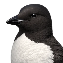 Thick-billed Murre, profile
