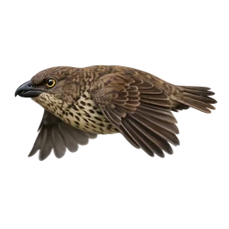 Tooth-billed Bowerbird, in flight