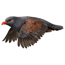 Tooth-billed Pigeon, in flight