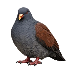 Tooth-billed Pigeon