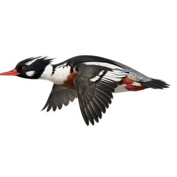 Torrent Duck, in flight