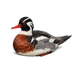 Torrent Duck