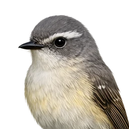 Torrent Tyrannulet, profile