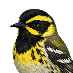 Townsend’s Warbler, profile