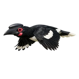 Trumpeter Hornbill, in flight