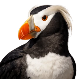 Tufted Puffin, profile