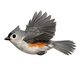 Tufted Titmouse, in flight