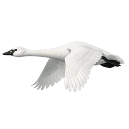 Tundra Swan, in flight