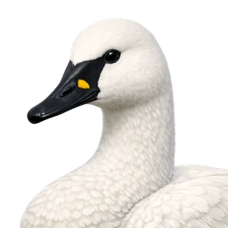 Tundra Swan, profile