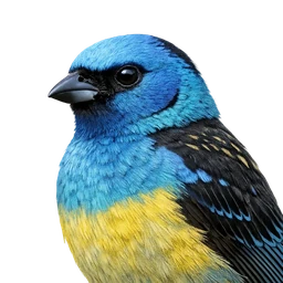 Turquoise Tanager, profile