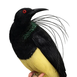 Twelve-wired Bird-of-paradise, profile