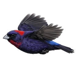 Varied Bunting, in flight