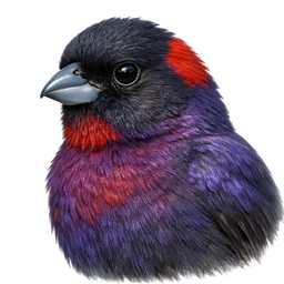 Varied Bunting, profile